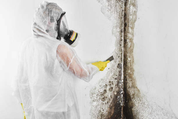 Office Mold Removal Services in Magnolia, OH