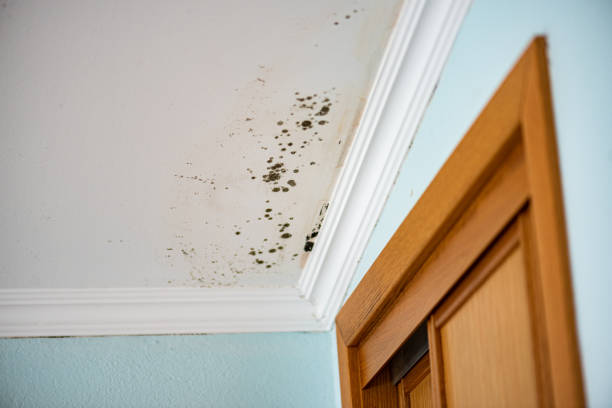 Best Crawl Space Mold Removal  in Magnolia, OH