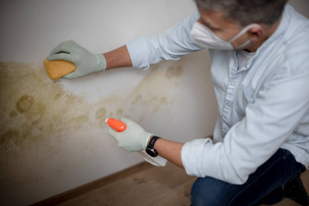 Best Toxic Mold Removal  in Magnolia, OH