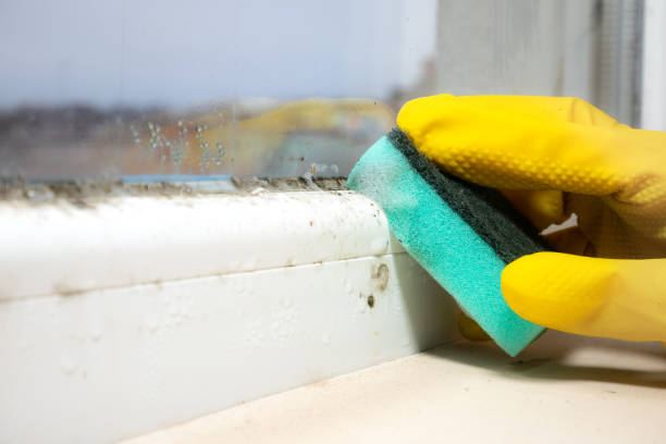Best Toxic Mold Removal  in Magnolia, OH