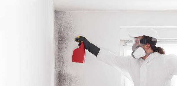 Best Local Mold Removal Service  in Magnolia, OH