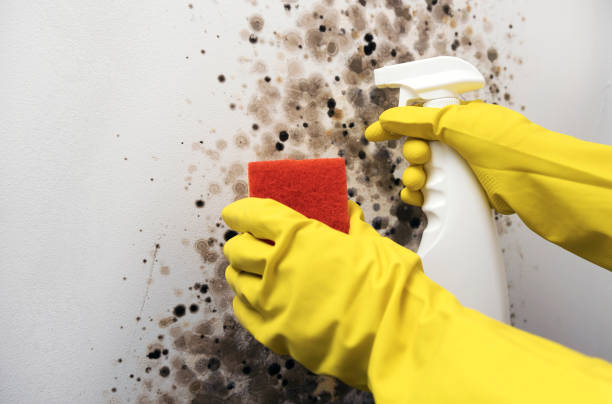 Office Mold Removal Services in Magnolia, OH