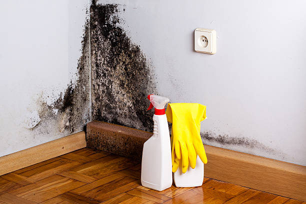 Best Certified Mold Removal  in Magnolia, OH