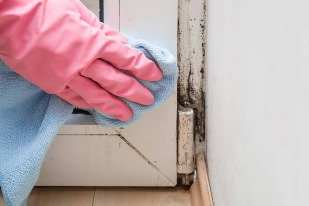 Best Local Mold Removal Service  in Magnolia, OH